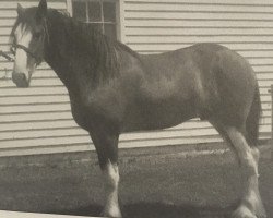 Pferd Double H Barney (Clydesdale, 2006, von Cedarlane Rex)