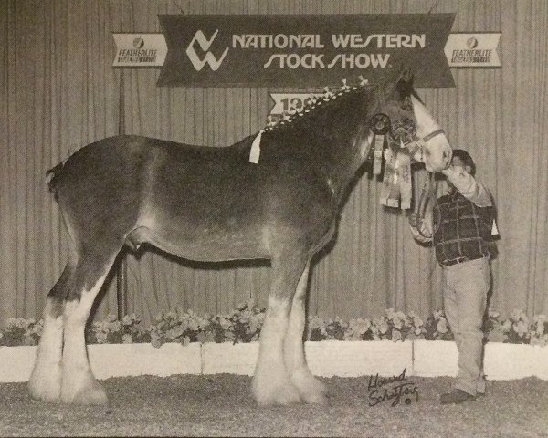 Deckhengst Green Leaf Painted Stone (Clydesdale, 1996, von CIE Stepping Stone)