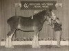 stallion Green Leaf Painted Stone (Clydesdale, 1996, from CIE Stepping Stone)