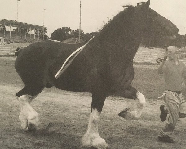 Pferd Brookside Renegade (Clydesdale, 2006, von South Texas Sioux)