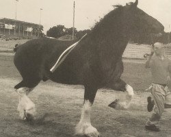 Pferd Brookside Renegade (Clydesdale, 2006, von South Texas Sioux)