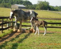 broodmare C3 Duchess Beatrice (Clydesdale, 2005, from Grandview Eli's Just-In-Step)