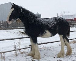 Zuchtstute C3 Dixie's Blackun Lucinda (Clydesdale, 2015, von Somewhere Doc's Blackun Decker)