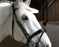 horse Einstein 186 (KWPN (Royal Dutch Sporthorse), 2009, from Silverstone)