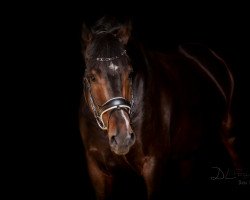 dressage horse Zando 6 (Danish Warmblood, 2013, from Zonik)