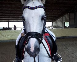 dressage horse Carpe Diem'S Emilio (Hessian Warmblood, 2011)