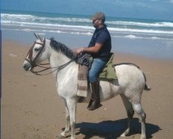 horse Bienvenida (Andalusier, 2010)