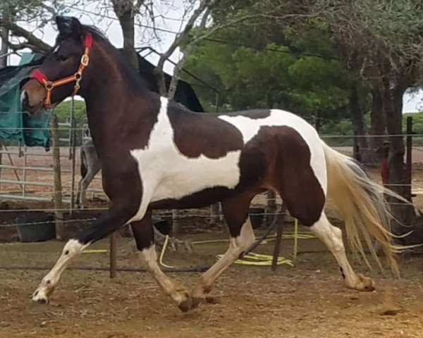 horse ANGEL NIETO DE FINCA BARROCO (Pinto, 2017)