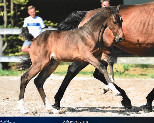 jumper Lancome van het Keijtershof Z (Zangersheide riding horse, 2019, from Luigi D'Eclipse)