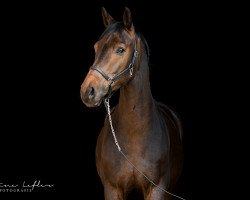 dressage horse Found Me Sg (Hanoverian, 2014, from Foundation 2)