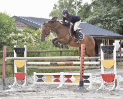 horse Noblesse Z (Zangersheide riding horse, 2010, from Nabab de Rêve)