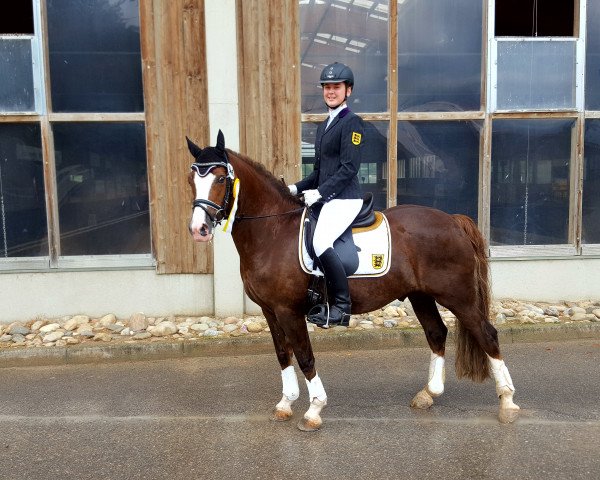 Dressurpferd Newhouse Andreas (Welsh-Cob (Sek. C), 2005, von Newhouse Glyndwr)