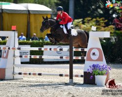 jumper Benjamin 386 (German Riding Pony, 2004, from Brillant's Golden Boy)