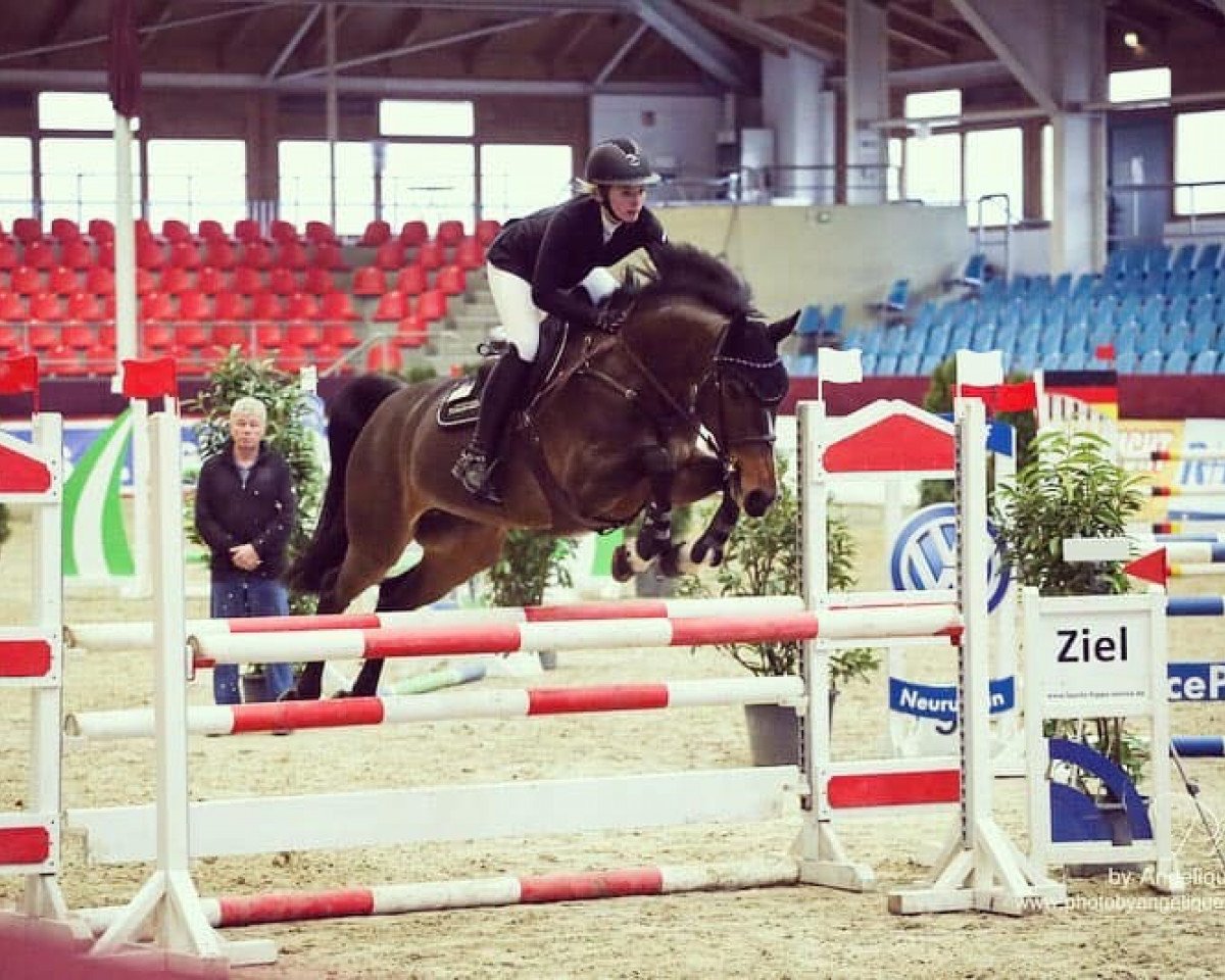 Springpferd Valentine T (Deutsches Sportpferd, 2014, von Verdi)