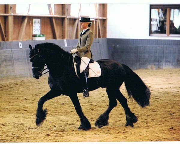horse Fonger PB (Friese, 2001, from Piter 312)