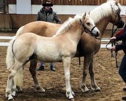 Dressurpferd Anakin (Haflinger, 2019, von Amore Mio)