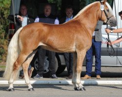 stallion Nachtstolz (Haflinger, 2012, from Nachtregent)