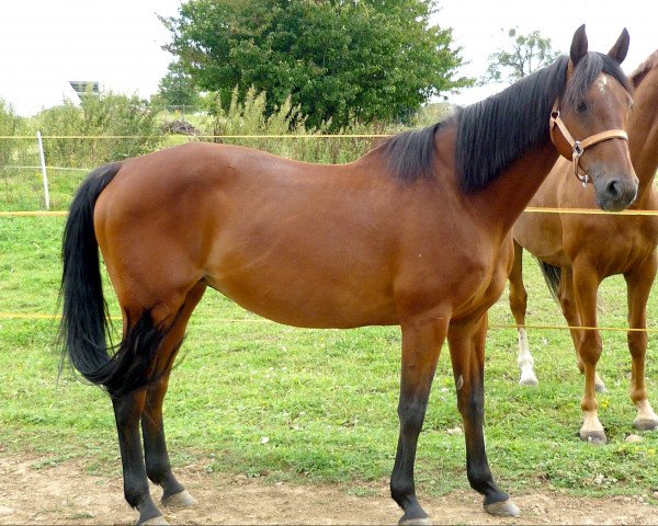 broodmare High Fashion (Holsteiner, 1993, from Cantus)