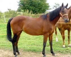 broodmare High Fashion (Holsteiner, 1993, from Cantus)