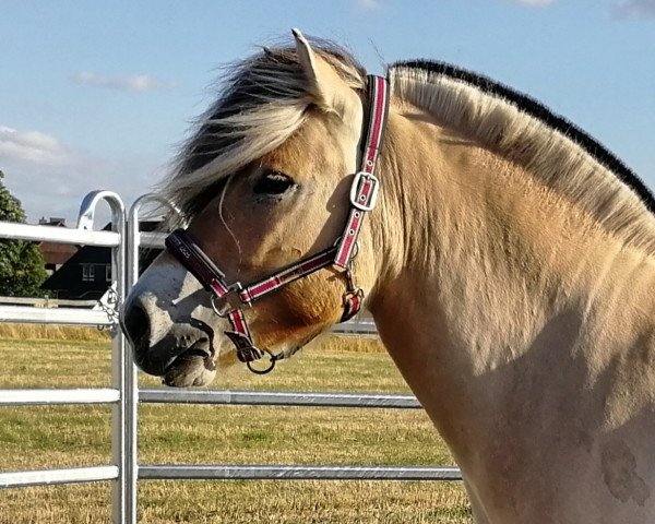 Pferd Helvin (Fjordpferd, 2015, von Husar)