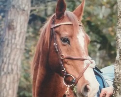 horse Dantan (Hanoverian, 1991, from Dragahn)