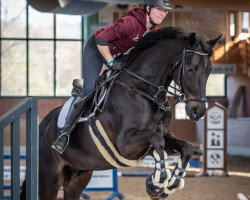 dressage horse Fire Day (Westphalian, 2010, from Fürst Romancier)