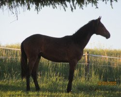 jumper Chayim (Hanoverian, 2019, from Conteur)