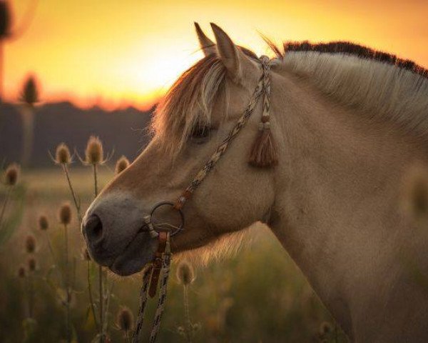 broodmare Anca-Norwy (Fjord Horse, 1996, from Holtar)