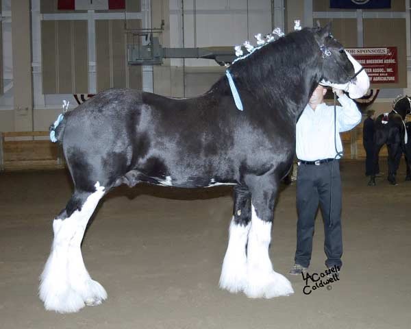 stallion Eel River Victor's Nootka (Clydesdale, 1999, from Thistle Ridge Eaton Victor)