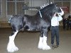 stallion Eel River Victor's Nootka (Clydesdale, 1999, from Thistle Ridge Eaton Victor)