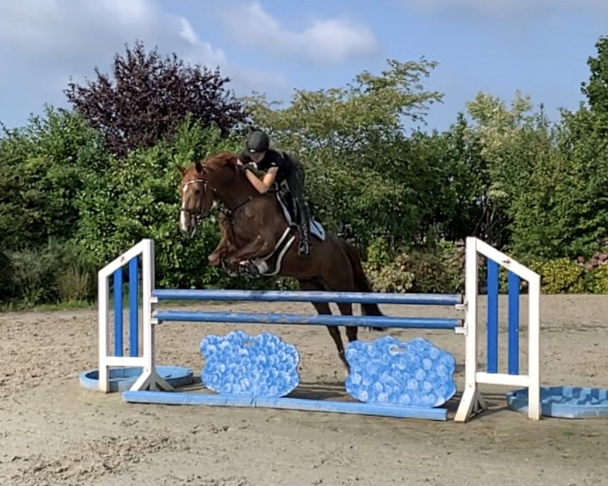 jumper Class of it's own 2 (Rhinelander, 2010, from Charcool F)