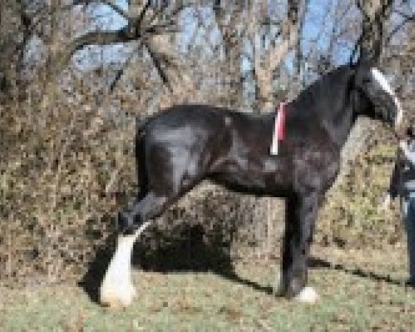 Pferd C3 Dandy Dustin (Clydesdale, 2007, von Eel River Victor's Nootka)