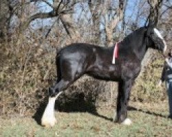 Pferd C3 Dandy Dustin (Clydesdale, 2007, von Eel River Victor's Nootka)