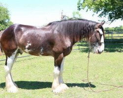 Pferd C3 Blackun Decker's Kade (Clydesdale, 2014, von Somewhere Doc's Blackun Decker)