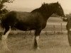 Zuchtstute Buttermere Bonnie (Clydesdale, 1989, von Quaker Ambassador)