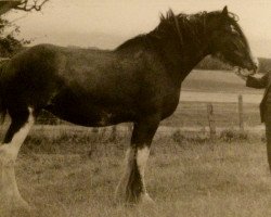 broodmare Buttermere Bonnie (Clydesdale, 1989, from Quaker Ambassador)