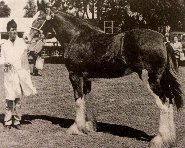 broodmare Burntbroom Lady Gwenda (Clydesdale, 1983, from Royal Scot 25041)