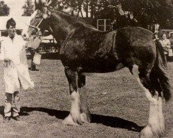 Zuchtstute Burntbroom Lady Gwenda (Clydesdale, 1983, von Royal Scot 25041)