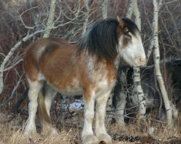 broodmare Buffy's Sir El Libby (Clydesdale, 2000, from Grandview Sir El Capitan)