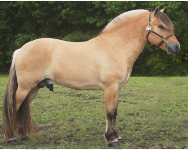 stallion Thordal (Fjord Horse, 1998, from Lestor)