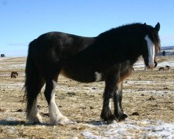 Pferd Buffy's Mr. Jock Missy (Clydesdale, 2008, von Cranbrook's Mr. Jock)