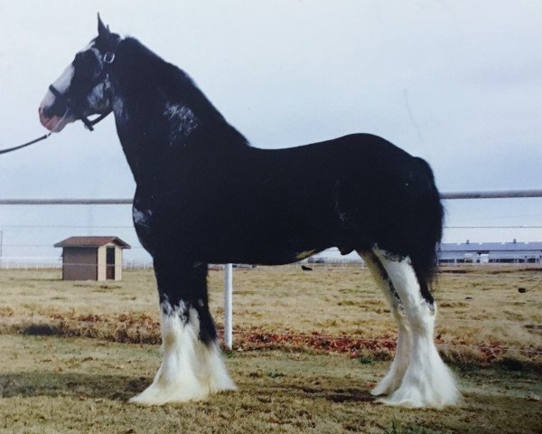 Deckhengst Bud Ridge Silverado (Clydesdale, 1998, von Donegal King David)