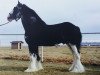 stallion Bud Ridge Silverado (Clydesdale, 1998, from Donegal King David)