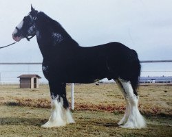 stallion Bud Ridge Silverado (Clydesdale, 1998, from Donegal King David)