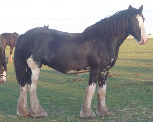 broodmare Bud Ridge Master Jan (Clydesdale, 2001, from Bud Ridge Master Joe)