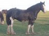 broodmare Bud Ridge Master Jan (Clydesdale, 2001, from Bud Ridge Master Joe)