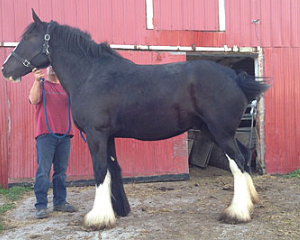 Zuchtstute Bud Ridge Lori (Clydesdale, 2011, von Amethyst Hayden)