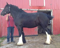 broodmare Bud Ridge Lori (Clydesdale, 2011, from Amethyst Hayden)