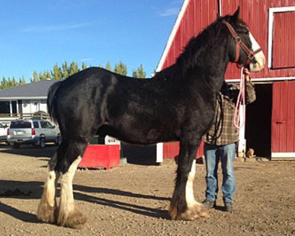 horse Bud Ridge Durmax (Clydesdale, 2013, from Amethyst Hayden)