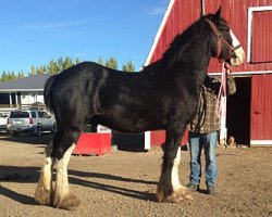 Pferd Bud Ridge Durmax (Clydesdale, 2013, von Amethyst Hayden)